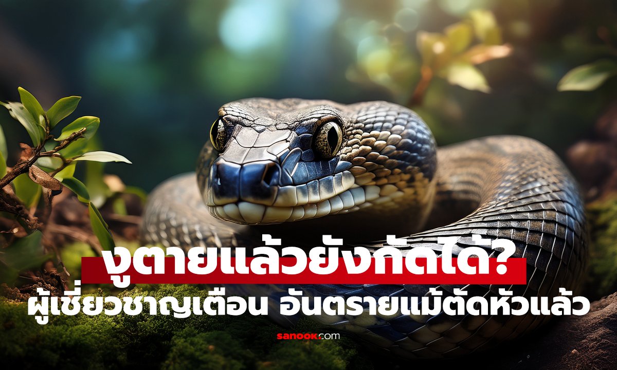 งูตายแล้วยังกัดได้? คำตอบชวนอึ้ง!