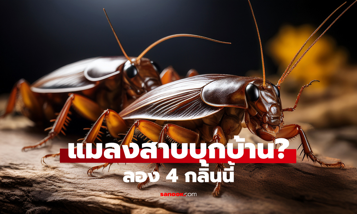 4 ของก้นครัว แมลงสาบไม่อยากเข้าใกล้!