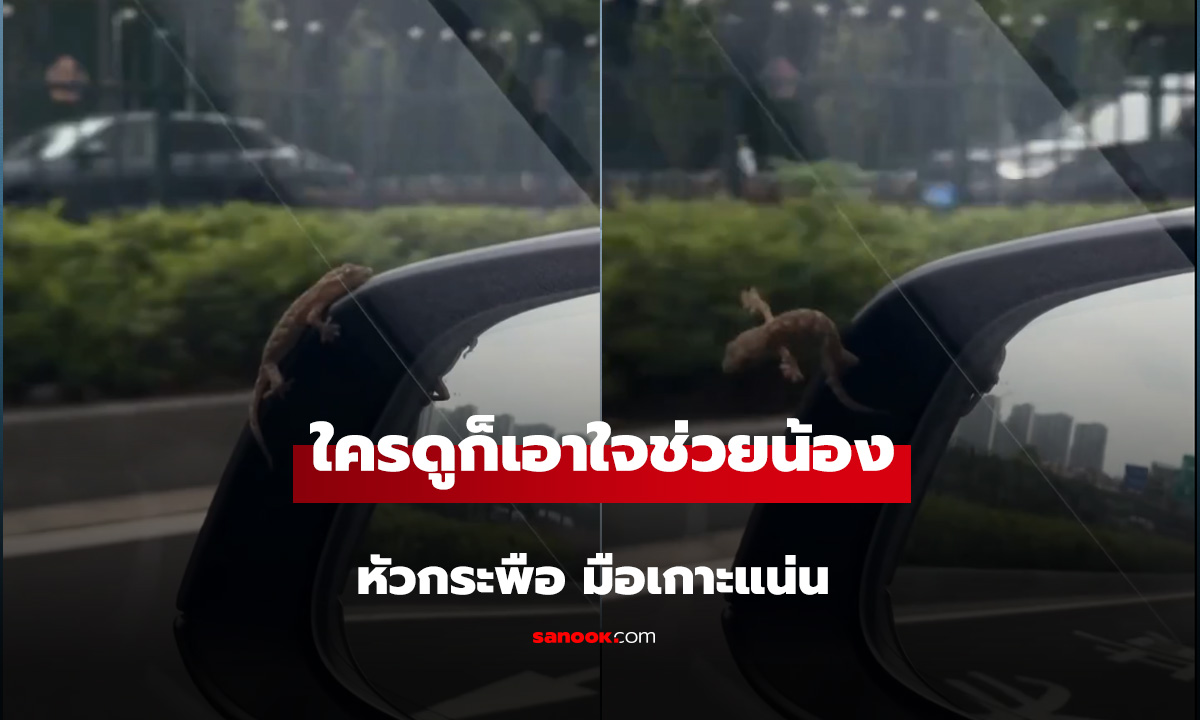 ใครดูก็เอาใจช่วยหัวกระพือ มือเกาะแน่น