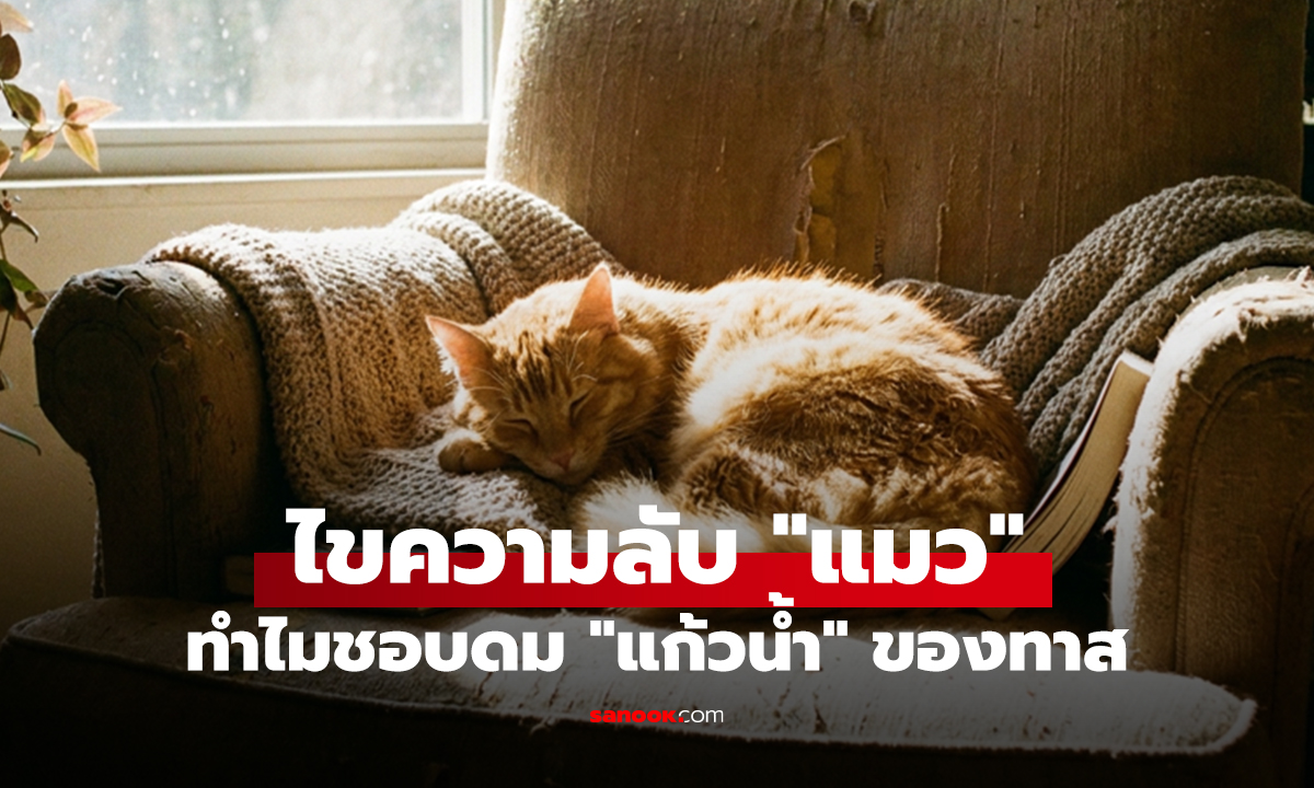 ไขความลับ "แมว" ทำไมชอบดม "แก้วน้ำ" ของทาส