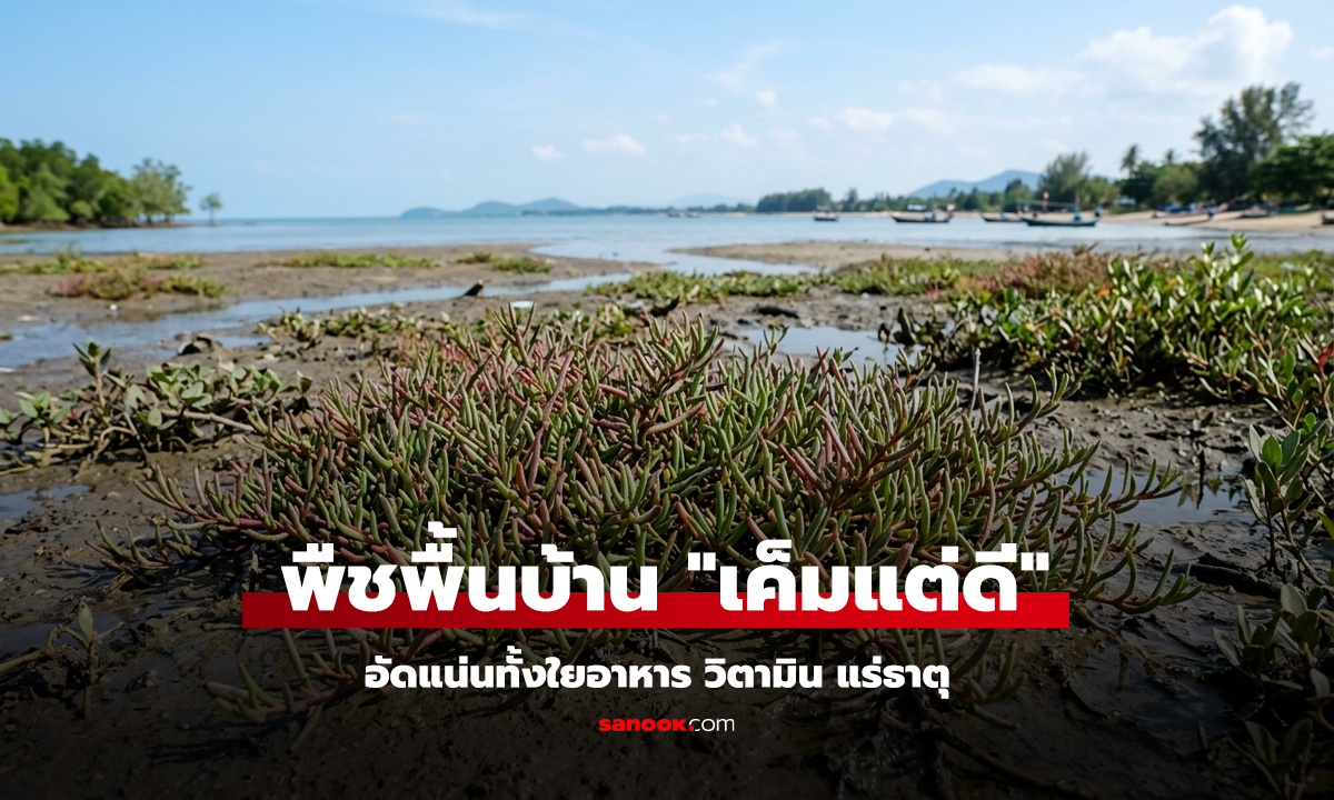 วัชพืชพื้นบ้าน เค็มแต่ดี รสชาติเป็นเอกลักษณ์