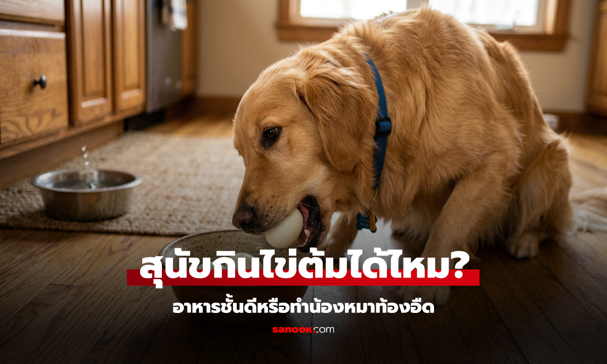 สุนัขกินไข่ต้มได้ไหม? สารอาหารชั้นดีหรือทำน้องหมาท้องอืด