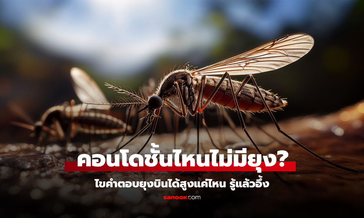 คอนโดชั้นสูงไม่มียุงจริงไหม? รู้แล้วอาจต้องรีบเช็กระเบียง