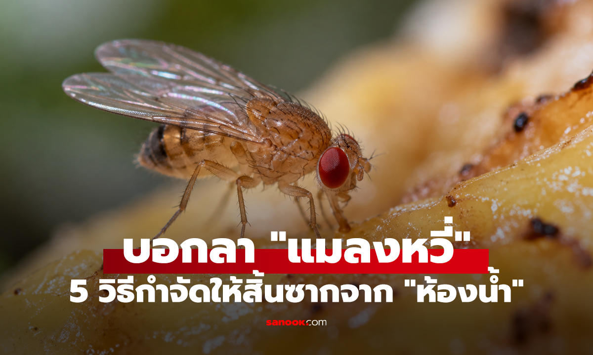 บอกลา 