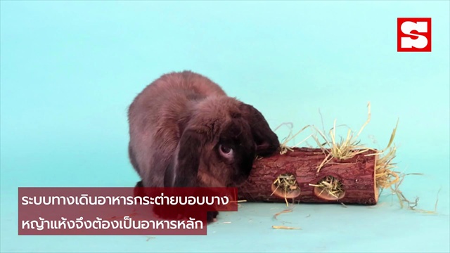 สงสัยเรื่อง 