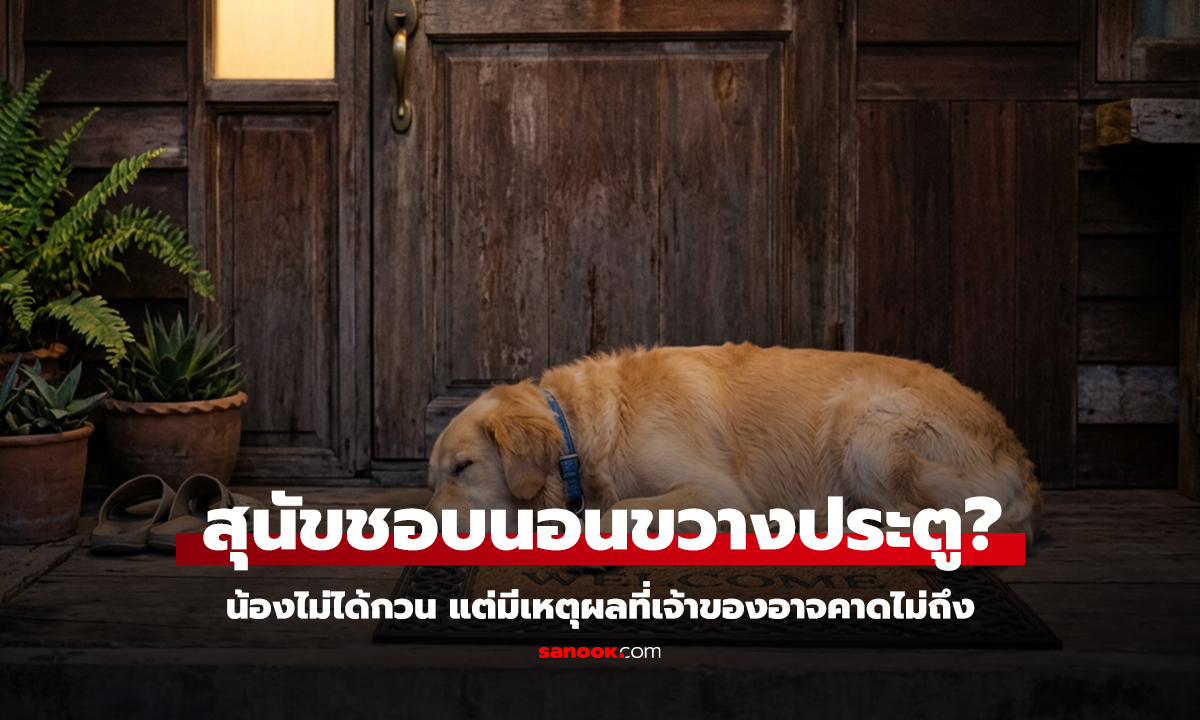 ทำไมสุนัขชอบนอนขวางประตู?