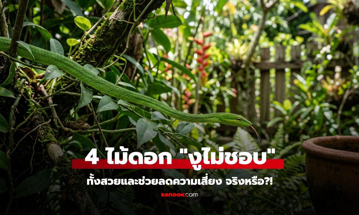 4 ไม้ดอก ที่คนเชื่อว่า 