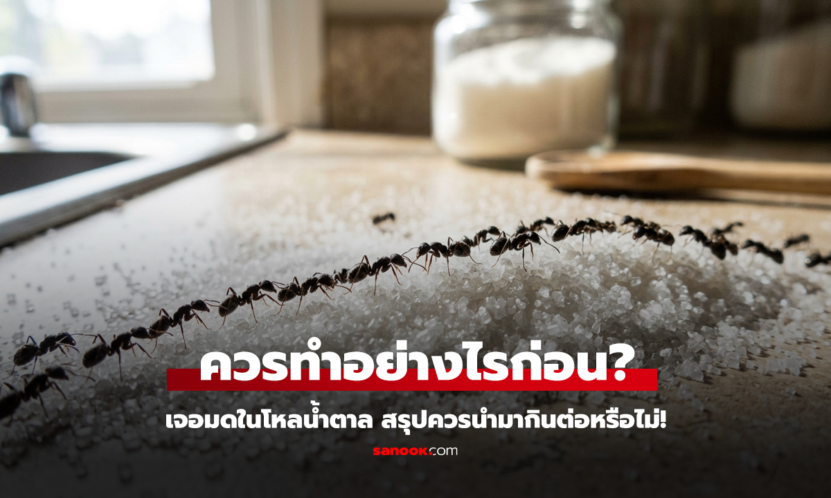 เจอมดในโหลน้ำตาล ควรทำอย่างไรก่อน?