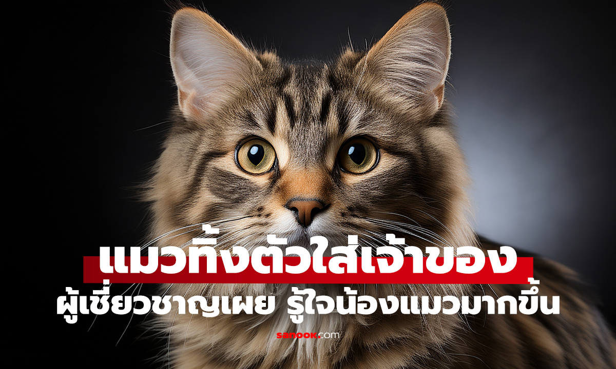 แมวทิ้งตัวใส่เจ้าของ หมายถึงอะไร?