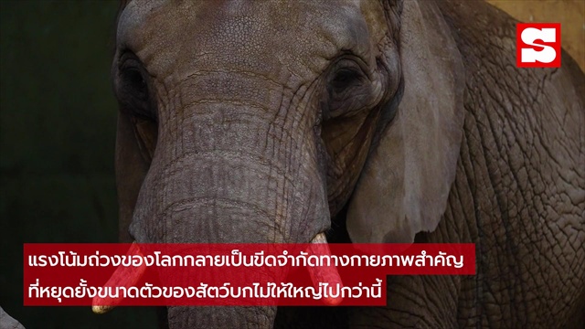 ราชาแห่งน้ำหนัก 