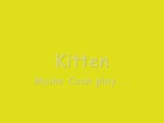 kitten mainecoon play