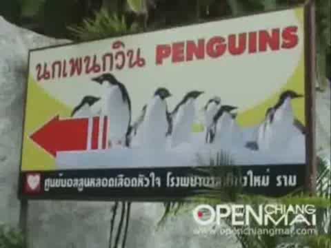 Humboldt Penguin at Chiang Mai Zoo