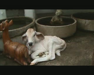 Calf abandoned by mother
