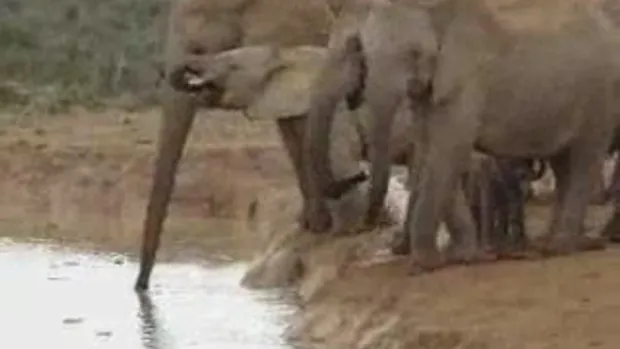 ช้างรวมตัวช่วยเหลือลูกช้างที่ตกน้ำ...!