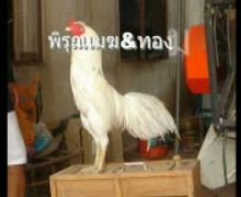 ไก่ชนแดนทัศนีย์