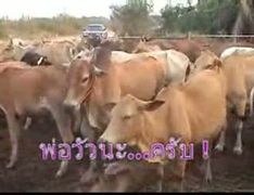 คลิปพ่อพันธุ์ วัวลาน