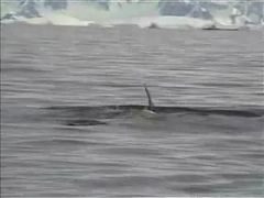 เพนกวินหนีปลาวาฬ