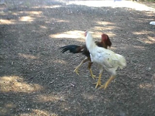 ไก่จ่าอึ่ง2
