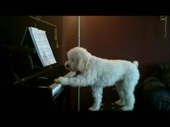 น้องหมาเล่นเปียโน แถมร้องเพลงได้ด้วย