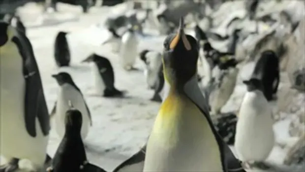 Mr. Popper's Penguins - Trailer