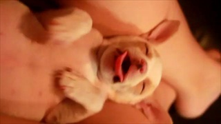 Rosie_s Puppy Dreams.น่ารักมากมาย by sia.co.th