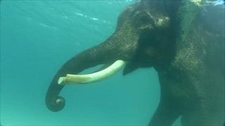ช้างว่ายน้ำ ฟุตเทตโคตรอัศจรรย์ ที่คุณเห็นต้องตะลึง