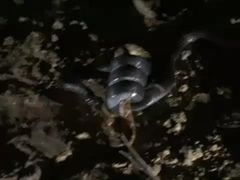 กินงูหางกระดิ่งทั้งเป็น!!