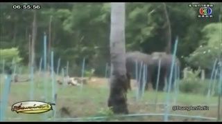 ช้างป่าไล่กระทืบคนจับห่านป่า