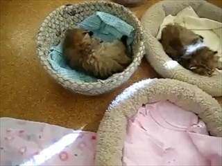 เอาตัวนี้ ห่อกลับบ้าน