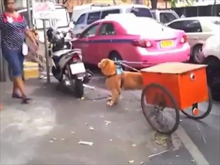 สุนัข..ยังรู้บุญคุณ