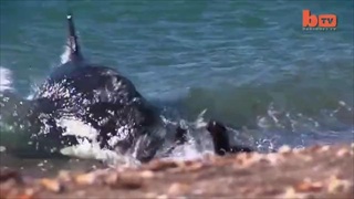 วินาที! ปลาวาฬเพชรฆาต ว่ายเกยตื้นเขมือบแมวน้ำ