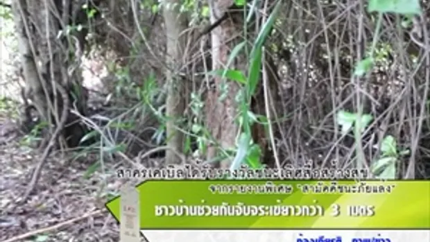 Sakorn News : ชาวบ้านช่วยกันจับจระเข้ยาวกว่า 3 เมตร