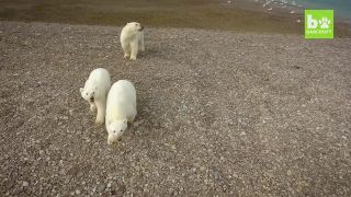 หมีขั้วโลกเหนือ VS โดรน