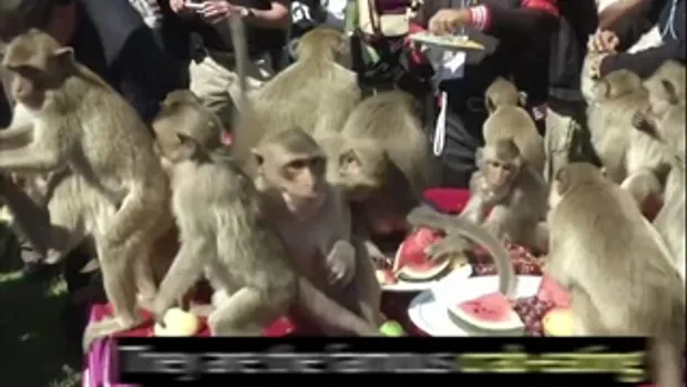 ลิงจอมซน ที่เทศกาลโต๊ะจีนลิง ลพบุรี