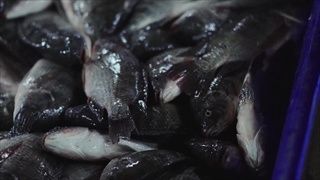 กบนอกกะลา : ปลานิล ปลาของพ่อ อาหารของโลก ช่วงที่ 4/4 (22 ธ.ค.59)