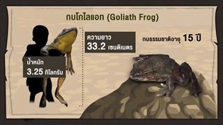 กบนอกกะลา : สัตว์น้อยหรรษา ซูเปอร์สตาร์หน้าฝน (1) ช่วงที่ 2/4 (9 ก.พ.60)