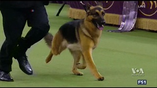 แชมป์งานประกวดสุนัข Westminster Dog Show ที่นิวยอร์ก