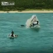 นาที ฉลามกระโดดกัดนักเล่นเซิร์ฟ กลางลำตัว เรื่องจริงป่ะ ลองไปชม !