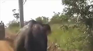 ระทึก !! ช้างตกมัน วิ่งชนรถตกข้างทาง กับอาวุธไล่ช้าง ที่ไม่น่าเชื่อ