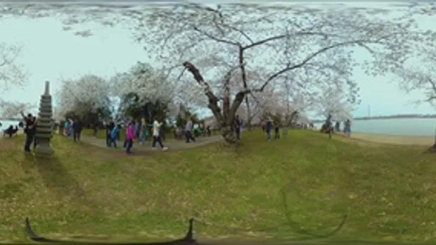 ภาพดอกซากุระบานที่กรุงวอชิงตัน ใน แบบ 360 องศา