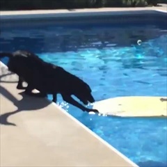 มาดูวิธีที่หมาตัวนี้ ไปคาบลูกบอลในน้ำกัน ฉลาดแค่ไหน ถามใจดู