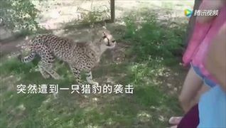 ระทึก! สาวจีนถูกเสือชีตาร์กระโดดตะครุบกลางเขตอนุรักษ์ฯในแอฟริกาใต้