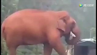 อินเดียแล้งหนัก ช้างคุ้ยขยะกินประทังชีวิต