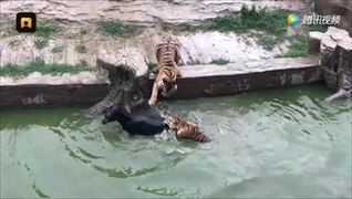ทั้งโลกตะลึง สวนสัตว์จีนจับลาตัวเป็นๆ โยนใส่กรงเสือ