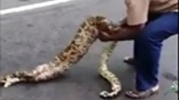 สยอง !! นาทีชาวบ้านจับ งูเหลือม คายแพะ 2 ตัวที่โดนเขมือบ ออกจากท้อง