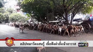 คลิปหมาวัดแสนรู้ เชื่อฟังคำสั่งเจ้าอาวาส | ข่าวช่องวัน | one31
