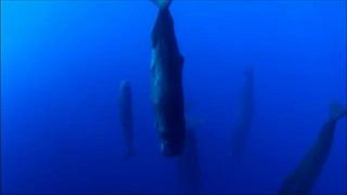 ภาพหาดูยาก !!! วาฬสเปิร์ม กำลังงีบหลับ มหัศจรรย์ใต้ท้องทะเล