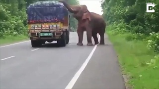 ช้างตัวใหญ่เข้าขวางรถบรรทุกมันฝรั่ง ก่อนจะลักผลมันฝรั่งมากินอย่างเอร็ดอร่อย