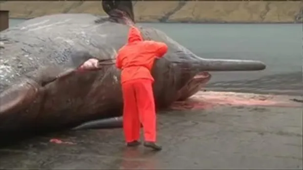 เกือบไปแล้ว..เพิ่งรู้ว่า ‘ศพปลาวาฬ’ สามารถฆ่าคนได้ด้วยวิธีแบบนี้