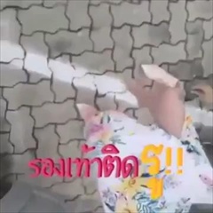 อั้ม พัชราภา ร้องลั่น เกือบล้มเพราะ